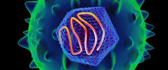 Hepatitis C virus, artwork