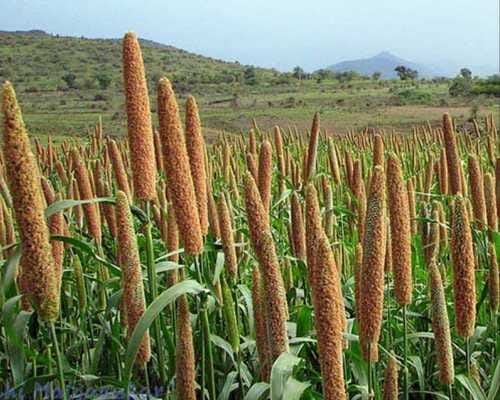 الدُّخــــــن (Millet)