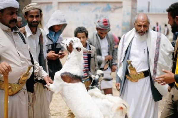 وكالة دولية: كثير من اليمنيين لجأوا إلى الدجاج بدلا عن الأضاحي