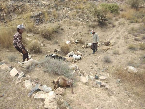 نفوق عدد من الأغنام بانفجار لغم من مخلفات مليشيا الحوثي بين أبين والبيضاء