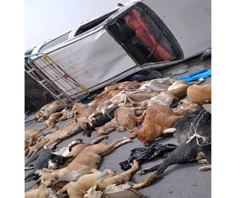 مصدر يكشف حقيقة الفيديو المتداول عن حادثة سيارة الكلاب في مأرب