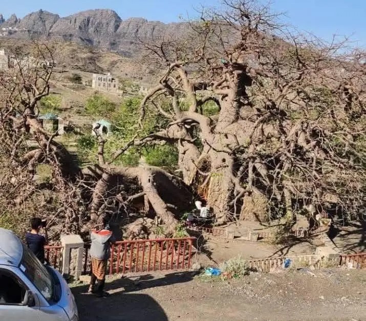 انهيار جزء من شجرة الغريب الأثرية يثير الجدل في اليمن