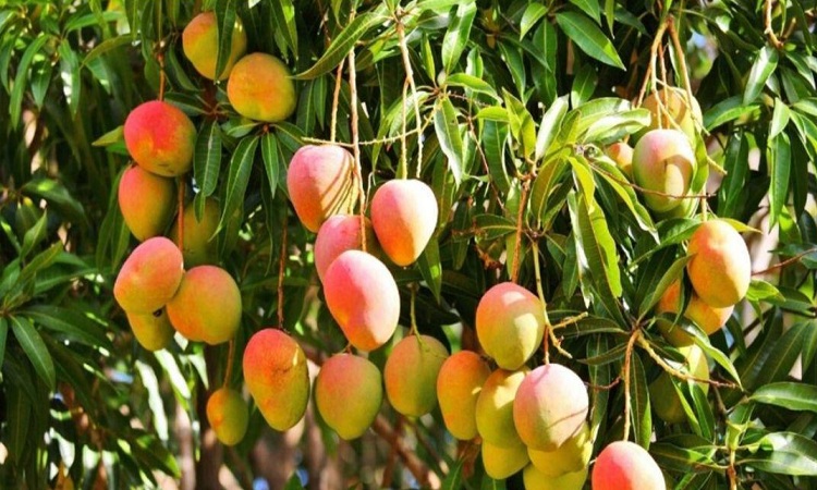 انخفاض أسعار المانجو في اليمن يهدد دخل المزارعين