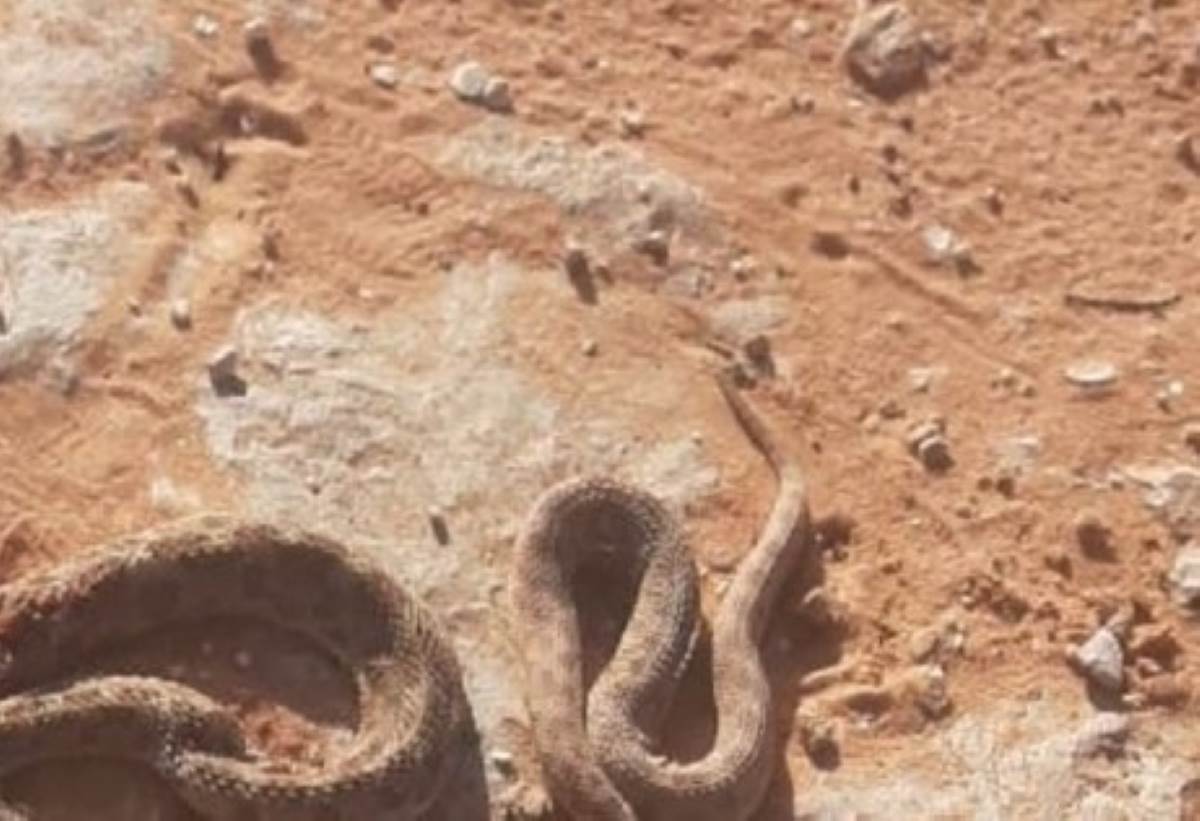 الحصيني يحذر من موسم العقارب والثعابين مع دخول نجم البطين