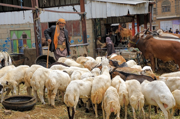 عيد الأضحى في اليمن: حلم الأضحية يصطدم بالجبايات وارتفاع اسعار الاضاحي