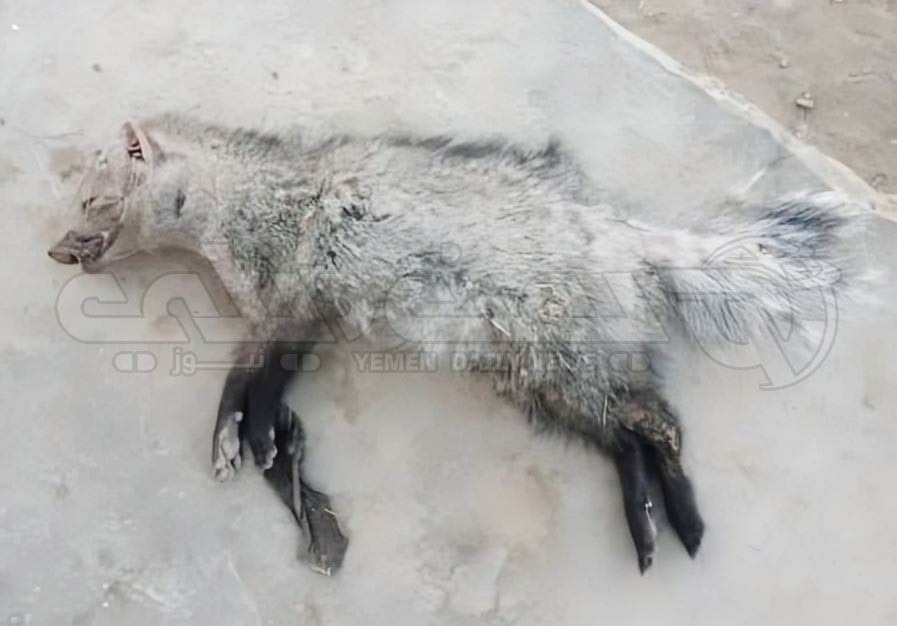 حيوان الزباد النادر يظهر لمرة واحدة في أبين باليمن ثم يُقتل على يد كلب
