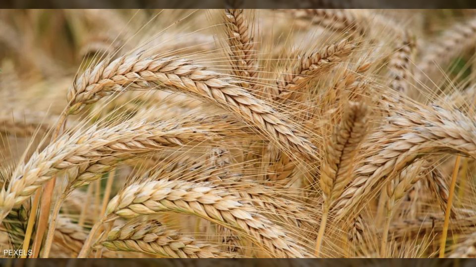 أزمة قمح تلوح في الأفق بالمناطق التابعة للحوثيين بعد توقف مطاحن الحديدة