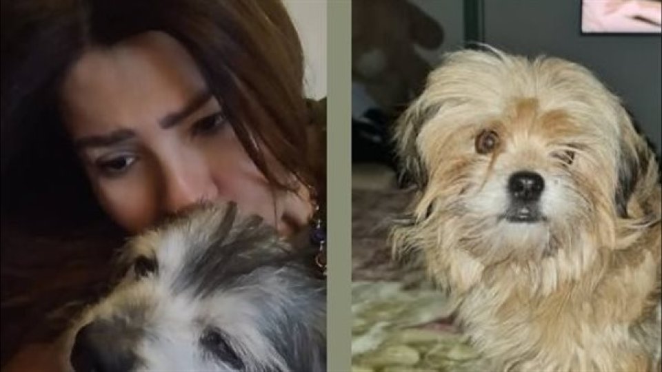 قلبي اتوجّع مرتي.. موت كلب رانيا فريد شوقي يثير تفاعلًا واسعًا