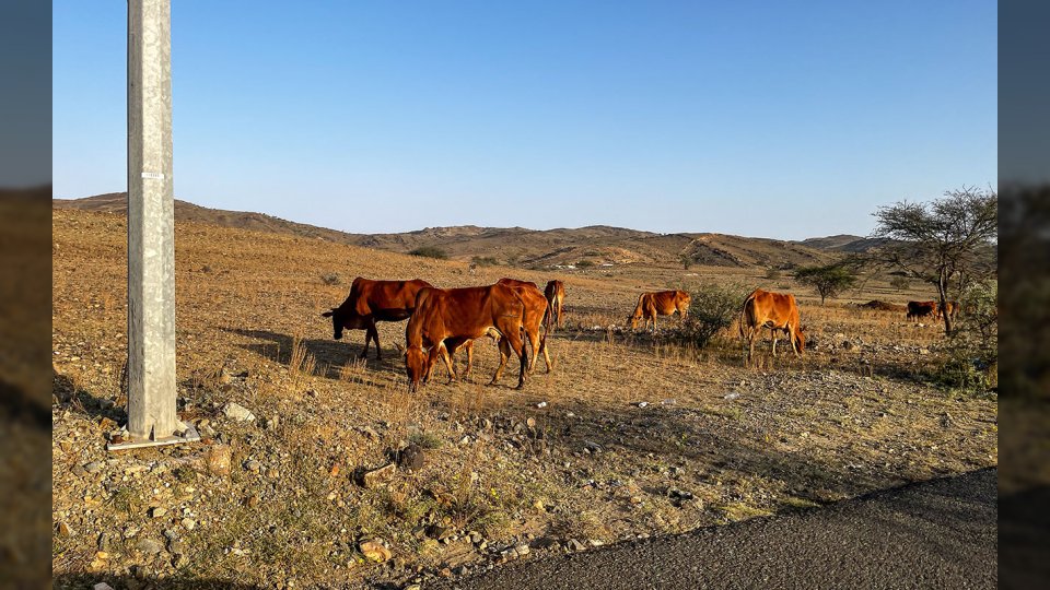 حائل تُبعد الحظائر 3 كيلومترات عن الطرق السريعة.. قرار أميري فوري
