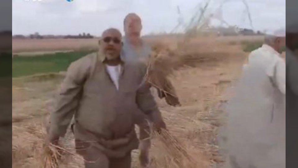 سرقة فدانين قمح في ساعتين بالشرقية.. الأمن المصري ينهي لغز "حصاد الليل" بالزنكلون